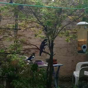 Magpies in a tree